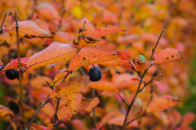 Close-up of orange leaves on tree