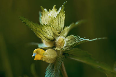 Close-up of flower