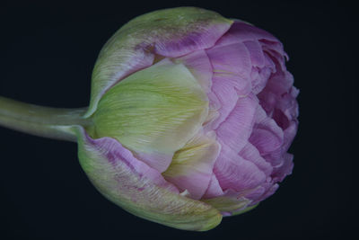 Close-up of pink rose flower against black background