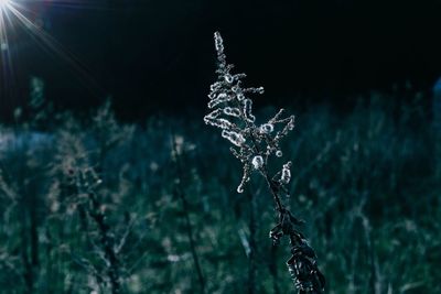 Low angle view of plants