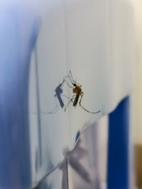 Close-up of spider on wall