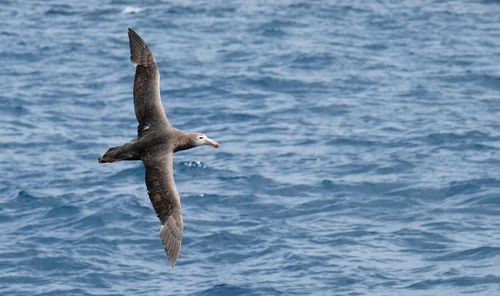 Close up of albatross bird flying low over open sea in the southern ocean