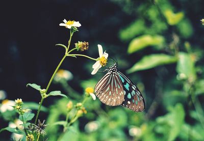 Close-up of butterfly pollinating on flower