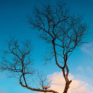 Low angle view of bare tree against blue sky