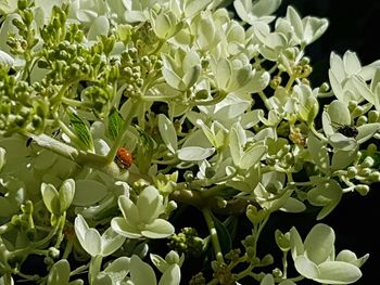 Close-up of plant