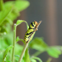 Close-up of caterpillar on plant