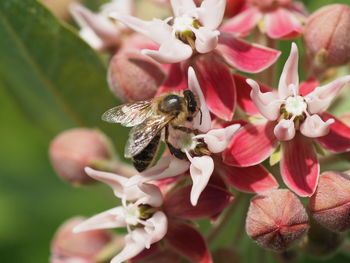 Close-up of bee on pink flowers