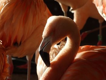 Close-up of flamingos