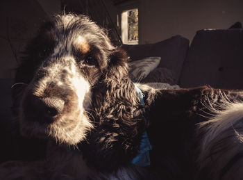 Close-up of dog relaxing on sofa at home