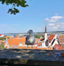 Seagull perching on a building