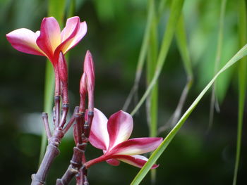 Close-up of pink flowering plant