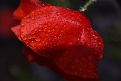 Close-up of wet red rose