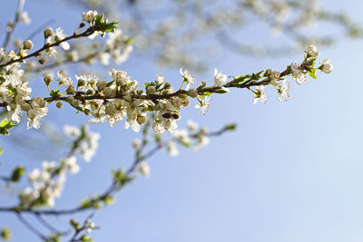 Close-up of cherry blossoms against sky