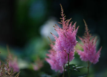 Close-up of pink flowers