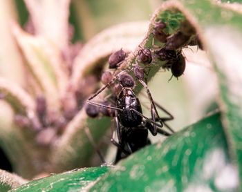 Close-up of spider on plant