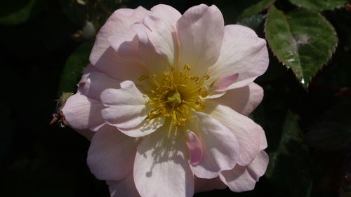 Close-up of white flower