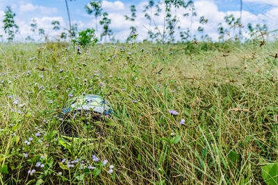 Scenic view of grassy field against sky