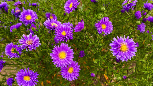 High angle view of purple flowering plants on field