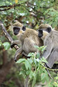 Monkey sitting on tree branch