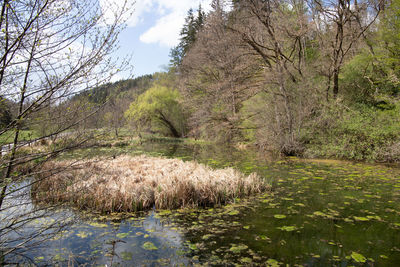 Scenic view of lake in forest against sky