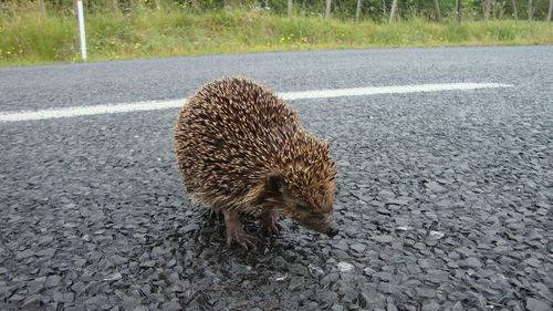 Hedgehog walking on road