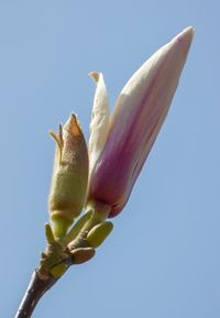 Low angle view of flowering plant against clear sky