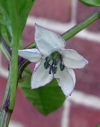 Close-up of insect on plant