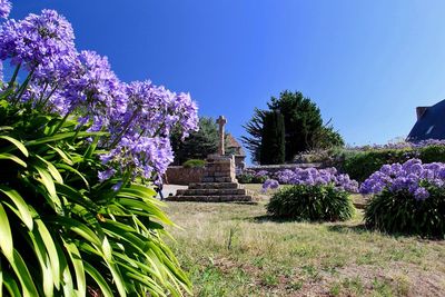 Purple flowering plants against clear blue sky