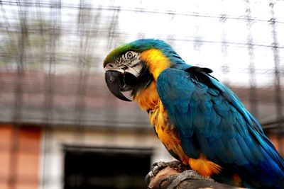 Close-up of parrot in cage