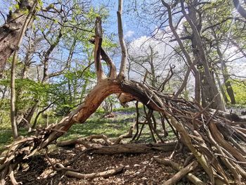 Fallen tree in forest