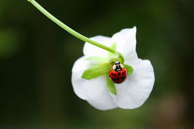 Close-up of insect on white flower