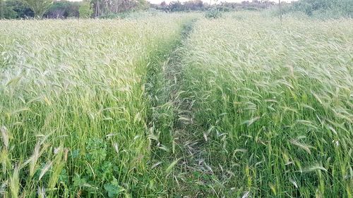 Crops growing on field