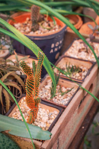 High angle view of potted plant