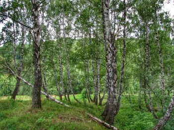 Trees in forest