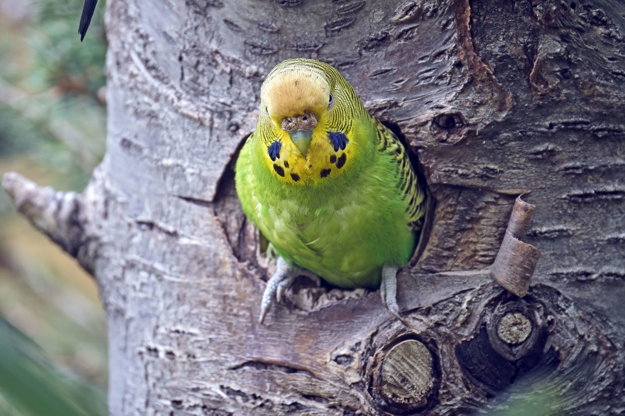 CLOSE-UP OF PARROT ON TREE TRUNK