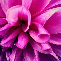 Close-up of purple flower