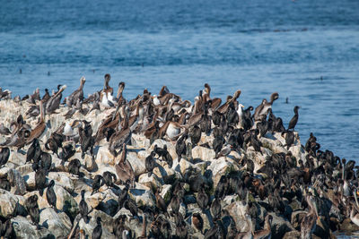 Birds perching on a beach