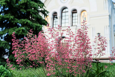 Close-up of pink flowering plant against building