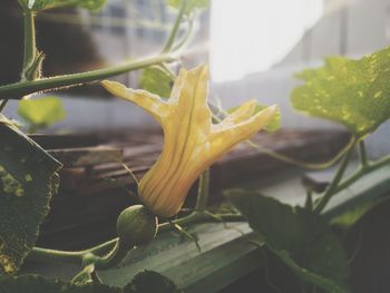 Close-up of yellow flowering plant