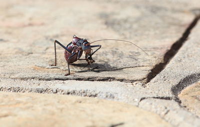 Close-up of ant on rock