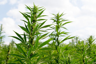 Close-up of fresh green plant against sky