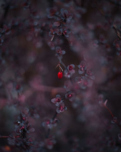 Close-up of red berries growing on tree