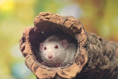 Close-up of white mouse in tree trunk