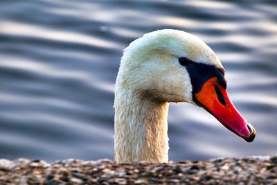 Close-up of swan in lake