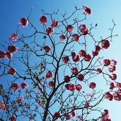 Low angle view of pink flowers against clear sky