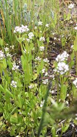 Close-up of plants growing on field