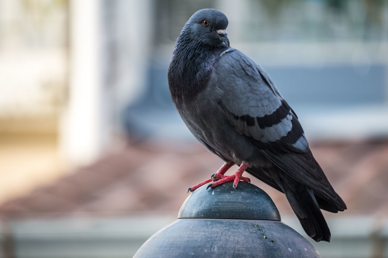 CLOSE-UP OF PIGEON