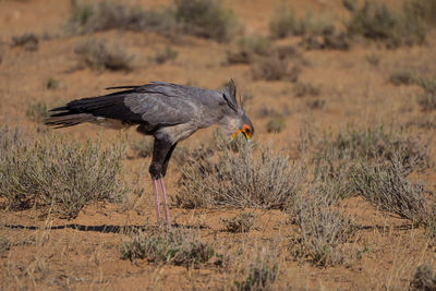 View of bird on land