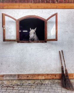 Horse looking in a window.