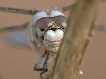 Close-up of insect on wood